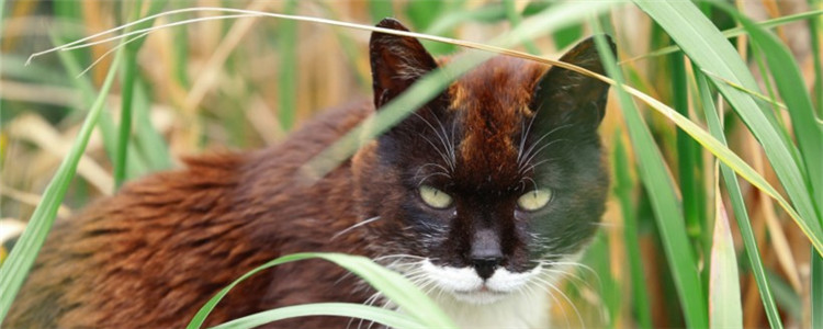 猫咪异食癖怎么治 猫咪有异食癖要及时制止