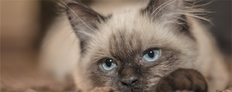 猫尿血是怎么回事 猫咪尿血该怎么办