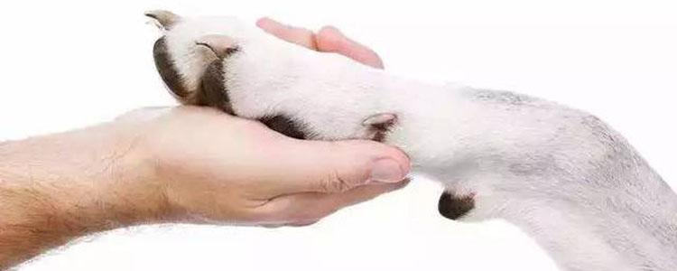 狗狗趾间炎怎么治疗 狗狗趾间炎在家怎么治