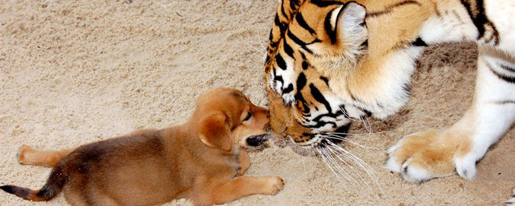 狗狗爱打架怎么办 狗狗打架不止你想象的那么简单