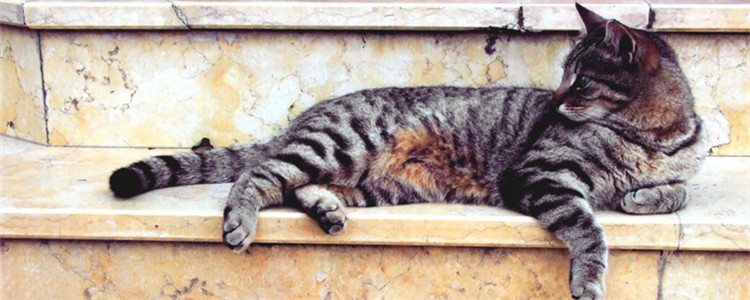 猫咪吐血水是怎么回事 猫咪吐血水是受了内伤吗