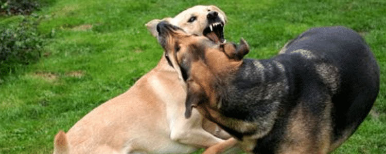 狗狗爱打架怎么教育 母犬间的斗争会神奇很多