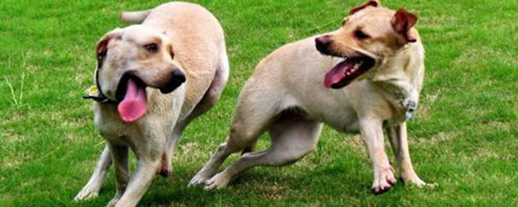 狗狗爱打架怎么回事 怎么纠正狗狗爱打架的问题