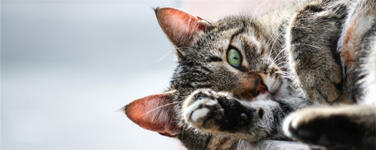 猫口腔炎怎么引起的 猫咪得口腔炎的症状是什么