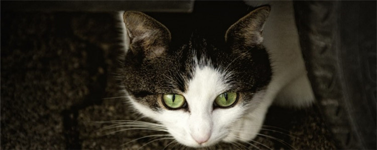 猫咪导尿后的症状 猫咪尿不出来是正常现象吗