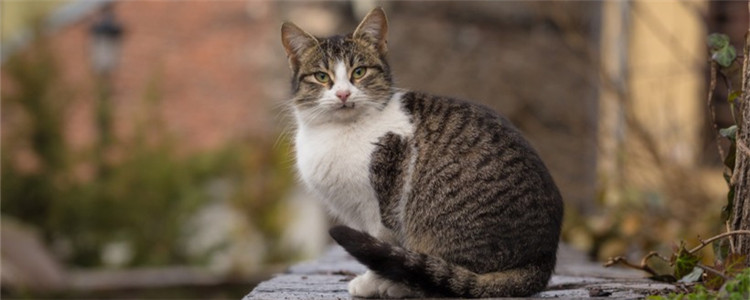 猫咪可以吹风扇吗 给猫咪吹风扇需要注意什么