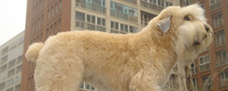 狗狗肛门红肿是咋回事 可能是有炎症!