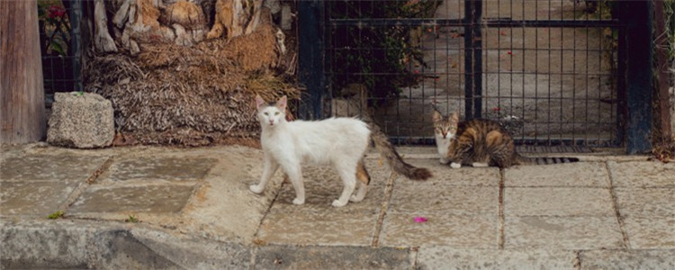 猫可以吹风扇吗 给猫吹风扇的讲究你知道吗