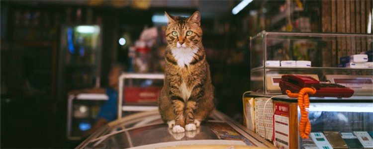 猫可以吃雪糕吗 给猫咪吃雪糕需要注意什么