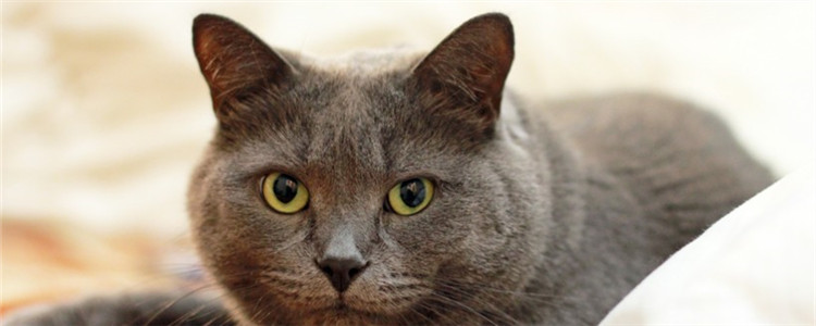 猫一天没拉屎 猫咪是不想拉还是拉不出