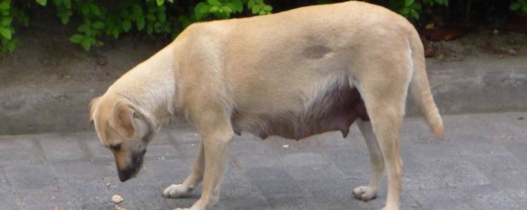 狗狗孕期需要补钙吗 怀孕母犬缺钙的严重后果