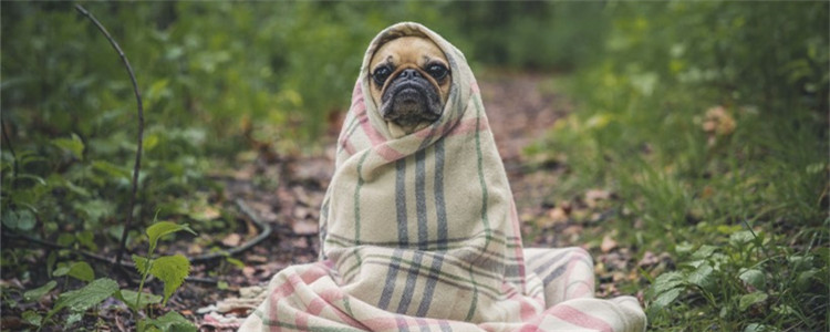 狗狗身上有跳蚤用什么药 给狗狗除跳蚤还有哪些办法