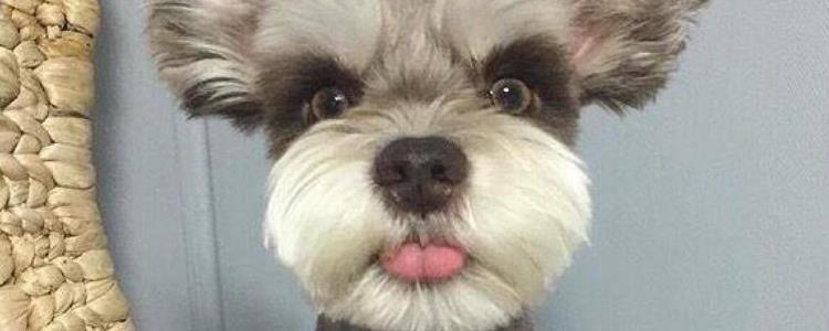 狗狗不同阶段的日常照顾 你都知道吗？