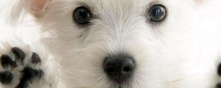 买狗狗怎么挑选 其实眼缘才是最重要的！