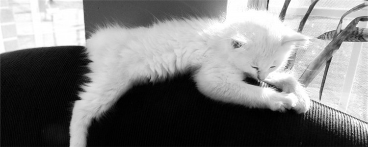 要怎么给猫洗澡 给猫洗澡要注意什么