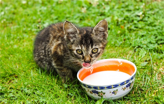 猫为什么喜欢喝流水 可以给猫咪准备自动饮水机