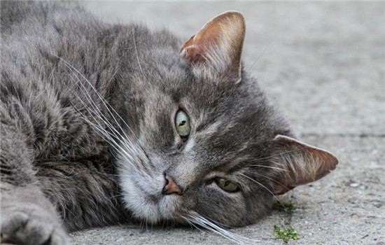 猫为什么喜欢喝流水 可以给猫咪准备自动饮水机