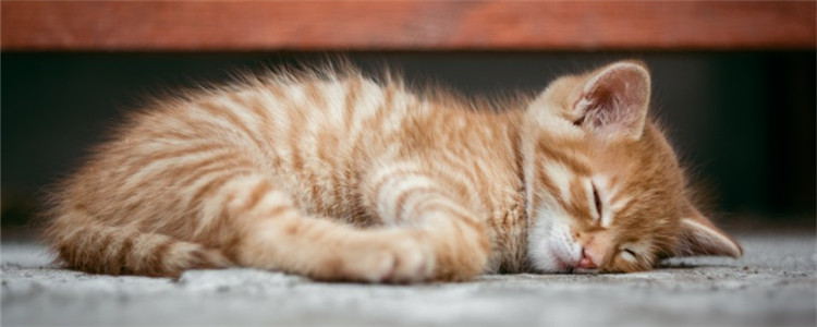 猫为什么爱舔毛 猫舔毛有哪些好处