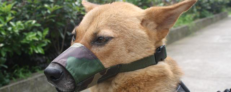 狗狗带嘴套有害处吗 戴嘴套究竟对狗狗有没有危害
