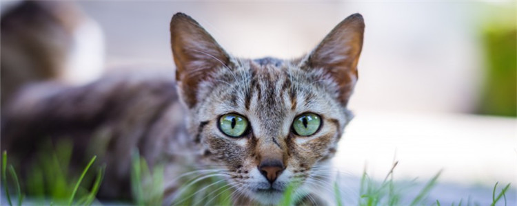 猫咪所需的营养有哪些 这些营养缺一不可