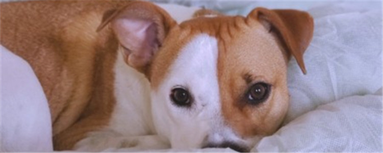 狗为什么那么爱睡觉 狗狗爱睡觉是因为什么