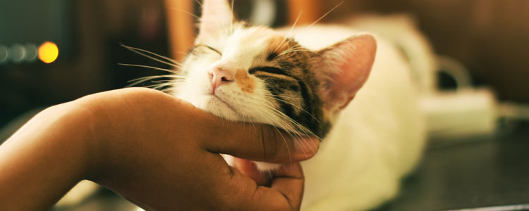 猫咪感冒症状 猫主子感冒了你都不知道？