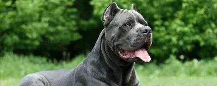 卡斯罗犬缺点 霸道总裁就是它