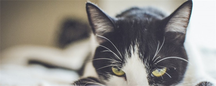 如何判断猫咪是否缺水 怎么给猫咪补充水分