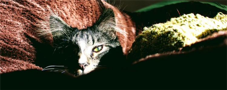 夏天怎么给猫降温 夏天给猫降温的方法有哪些