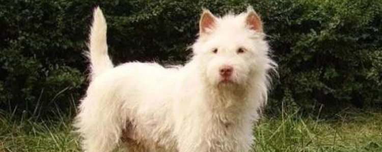 训狗手势及口令 教你正确方法轻松训狗