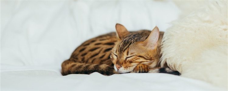 猫能用人的沐浴露吗 猫能用猫狗通用的香波吗