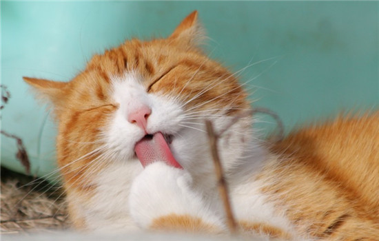 猫能用人的沐浴露吗 猫能用猫狗通用的香波吗