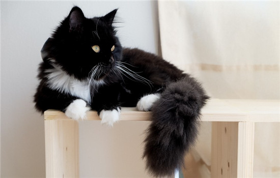 猫能用人的沐浴露吗 猫能用猫狗通用的香波吗