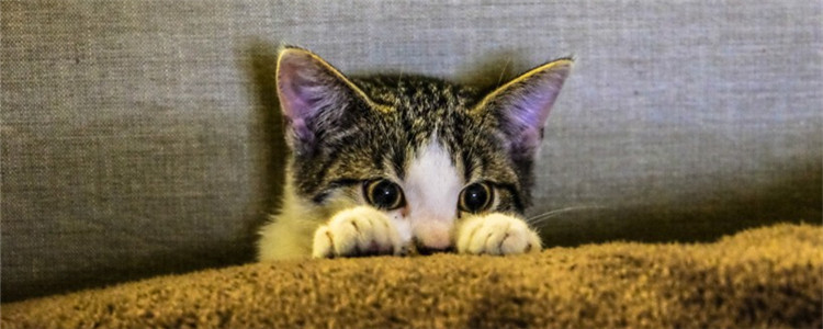 猫睡觉突然抽搐 导致猫咪睡觉抽搐的原因是什么