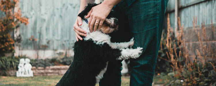 地震前狗狗有什么预兆 狗狗异动能用来预测地震吗