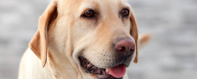 狗狗吃太饱有什么影响 不知道饱的狗狗主人喂食就要注意了