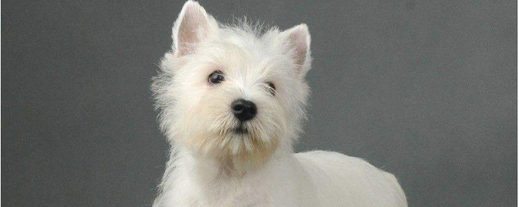 狗狗受伤了能让它自己舔伤口吗 舔伤口是会加重感染的!