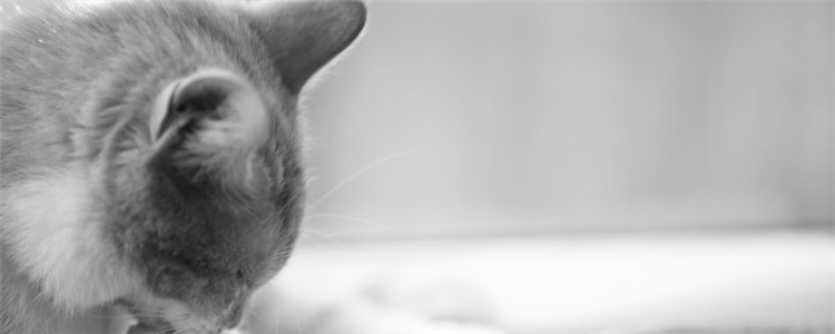 猫为什么喜欢睡床 是因为猫窝不够大吗