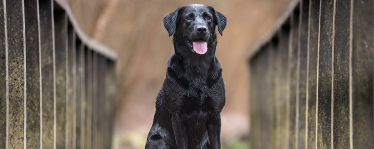 狗狗打疫苗过敏怎么办 打疫苗前这些事项要注意