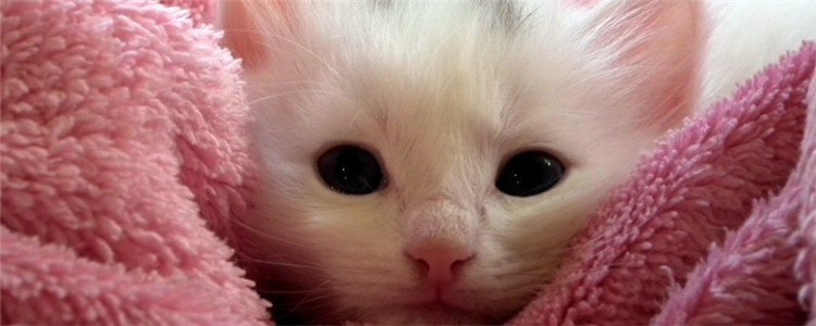 夏天不要给猫剃毛 什么样的猫需要剃毛呢