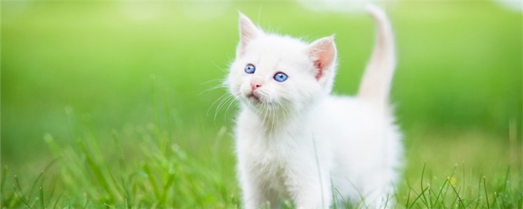 猫砂盆放哪里好 猫砂盆需要多久进行一次清理