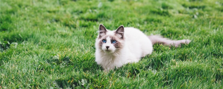 猫不吃东西怎么回事 猫不吃东西是因为不饿吗