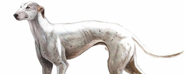 狗狗鼻子干的 狗狗鼻子干的怎么回事