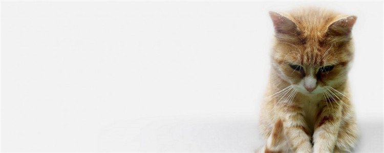 猫为什么不喜欢被抱 是因为猫咪讨厌主人吗