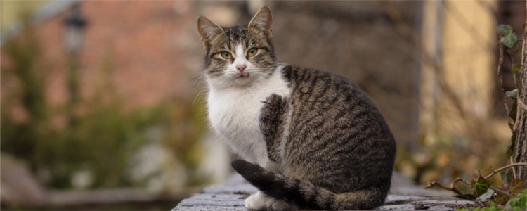 猫咪可以吃荔枝吗 给猫咪喂食荔枝要注意什么