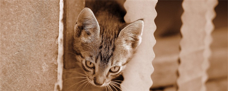 猫咪吃冻干的坏处 猫冻干是什么你知道吗