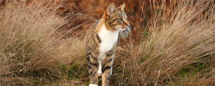 猫咪吃塑料袋多久排泄 猫咪不排泄的话怎么办