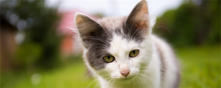 猫咪可以吃杨梅吗 喂猫吃杨梅会怎么样