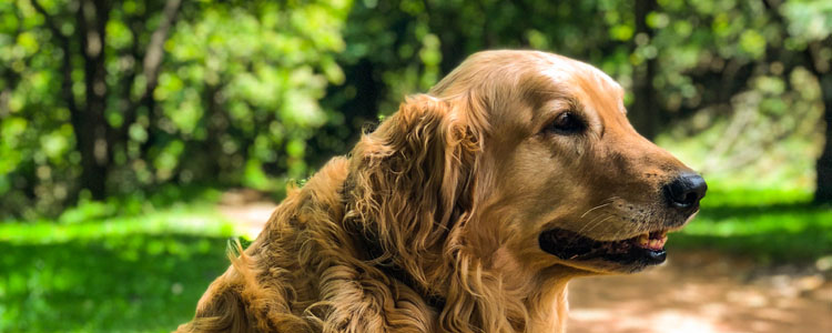夏天养狗可以用驱蚊的东西吗 养狗可以用驱蚊液吗