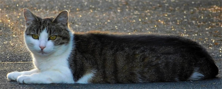 猫咪不吃饭没精神 猫咪到底是怎么了